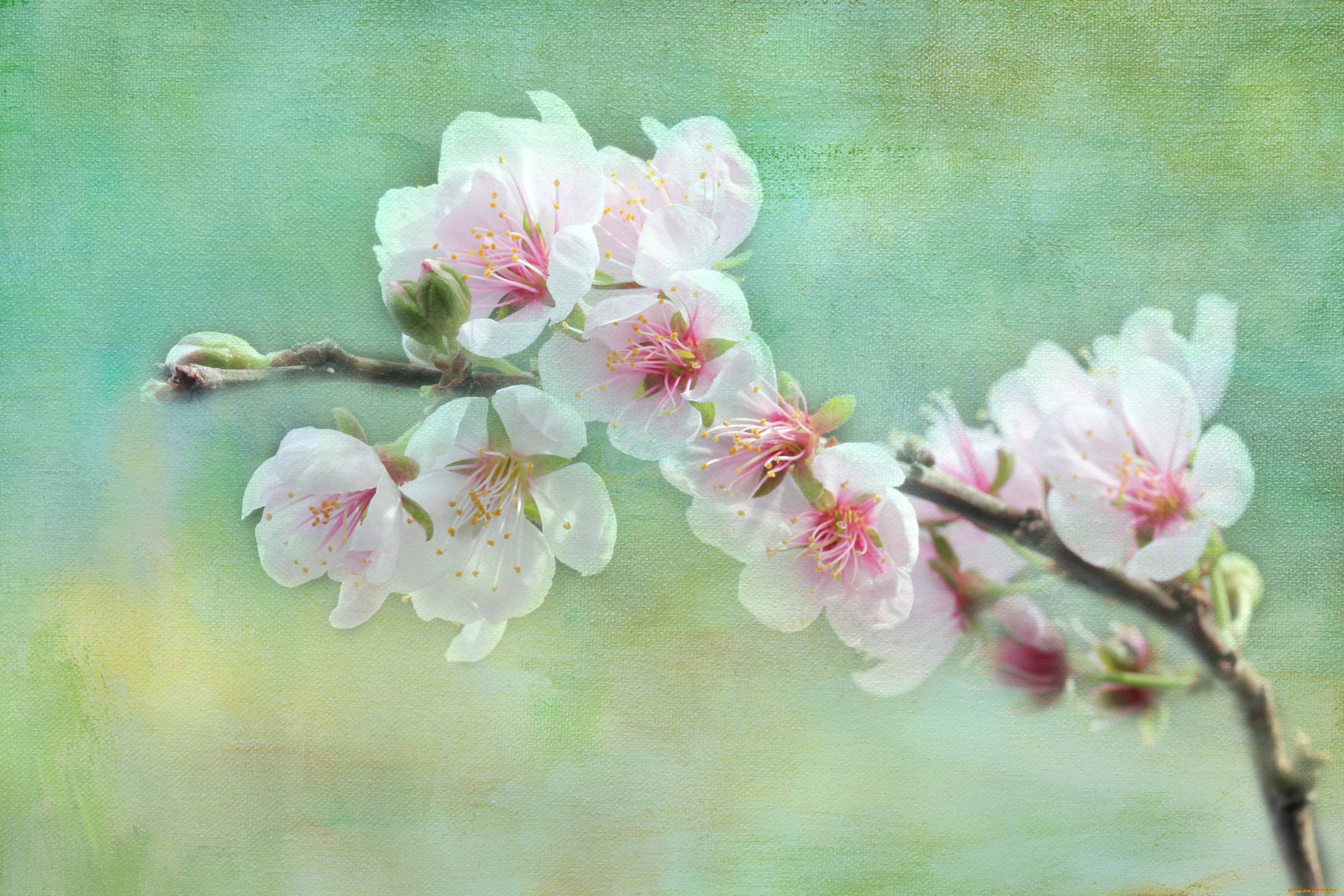 Ветка цветущей яблони Курбе